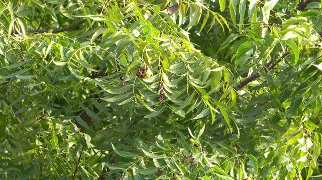 Static tripod shot of multiple bees gathered and moving among neem tree branches and dense green pinnate leaves, illuminated by warm natural sunlight. Detailed natural insect and plant scene.