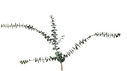 Single wide branching fresh green eucalyptus stem with round leaves isolated on a white background © Tais