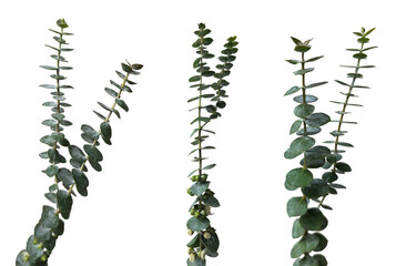 Set of three fresh green eucalyptus branches with round leaves isolated on a white background © Tais