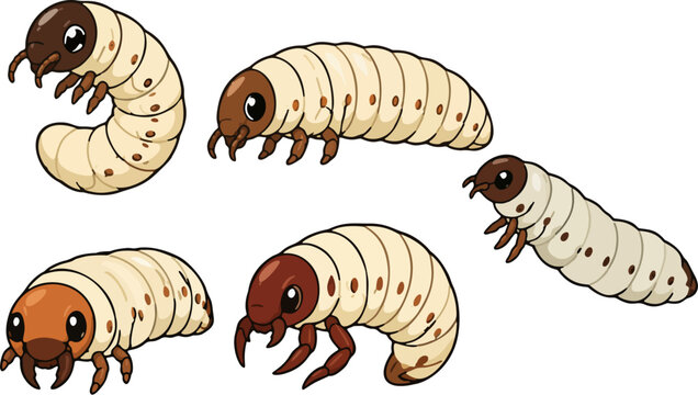 beetle larva vector set, cartoon grub worms bundle, white grub beetle larvae character, rhinoceros beetle grub poses, and insect life cycle illustration