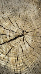 Obraz premium A detailed view of a tree trunk highlighting its growth rings and natural texture. The concept emphasizes nature, patterns, and environmental studies for educational and design purposes.