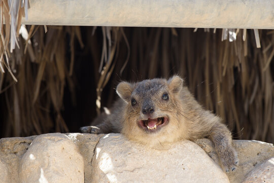 Closeup of a rock hyrax (procavia capensis), also called dassies or conies, with open mouth and exposed teeth. Hyraxes are small, thickset, herbivorous mammals often found in Israel's Judean Desert.