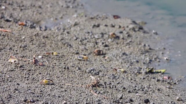 fiddler crab (Ocypodidae or Uca) during sea tide melting on Hong Kong Island