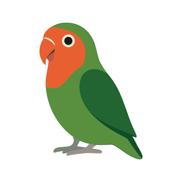 Cute Lovebird Bird Illustration