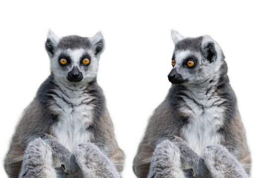 Two ring tailed lemurs isolated on white background