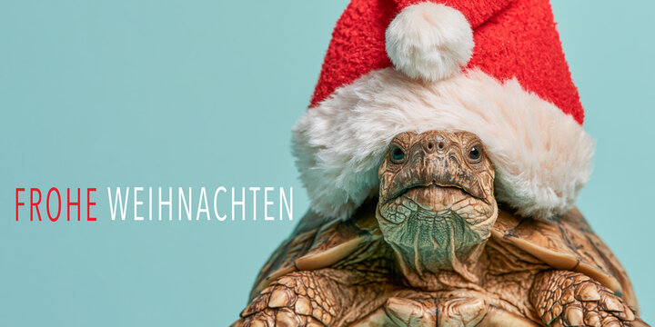 Frohe Weihnachten Tier Konzept Gru&szlig;karte Postkarte lang mit deutschem Text - Coole lustige Schildkr&ouml;te mit Nikolausm&uuml;tze oder Weihnachtsmannm&uuml;tze, isoliert auf blauem Hintergrund