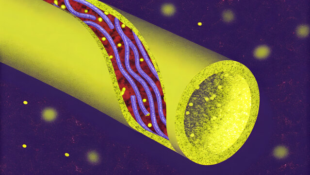 Longitudinal section of nerve fiber with internal axons and myelin sheath. Neuroregeneration and axonal transport. Fluorescent microscopic view of axon bundle carrying electrical charges