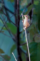 Fototapeta premium Juvenile Ruby-throated Hummingbird Close-up