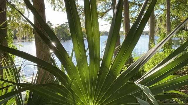 palm tree at revers edge