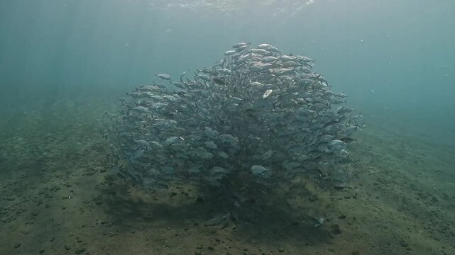 Bigeye trevally (Caranx sexfasciatus) forming a dramatic schooling tornado in open water near Tulamben, Bali. 4K UHD slow-motion underwater footage
