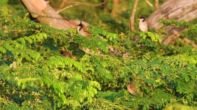 red-whiskered bulbuls (Pycnonotus jocosus) flock feeding in Hong Kong