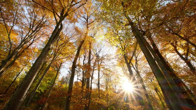 Beautiful orange canopy of deciduous trees with the shining sun and a gentle breeze on a calm autumn day