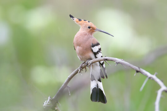 Eurasian Hoopoe (Upupa epops) perched on a dry branch with its crest slightly raised.
