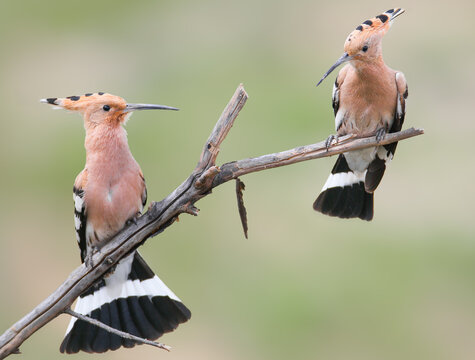 Two Eurasian Hoopoes (Upupa epops) perched on tree branches displaying their crests and fanned black-and-white tails.