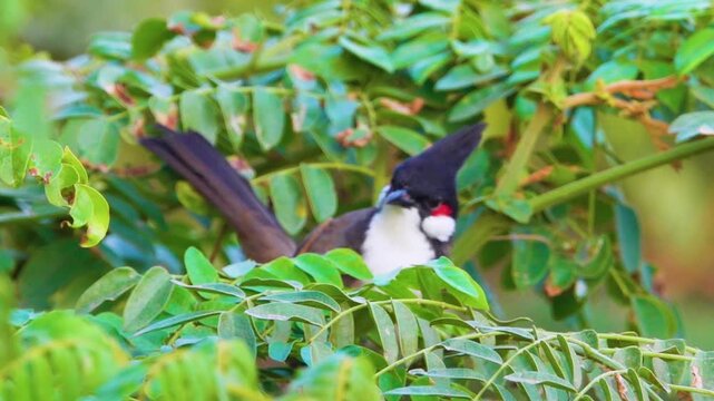 red-whiskered bulbuls (Pycnonotus jocosus) flock feeding in Hong Kong