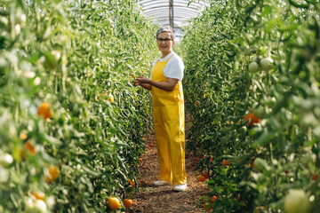 Senior woman in yellow overalls stands among tomato plants in greenhouse, holding ripe tomatoes, with rows of green foliage visible on both sides © standret