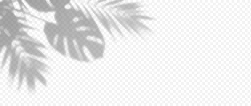 Easy to edit layered vector shadow. Split tropical leaves and narrow fronds frame the upper left on checkerboard. Adjust tonal layer opacity to control intensity and perceived softness.