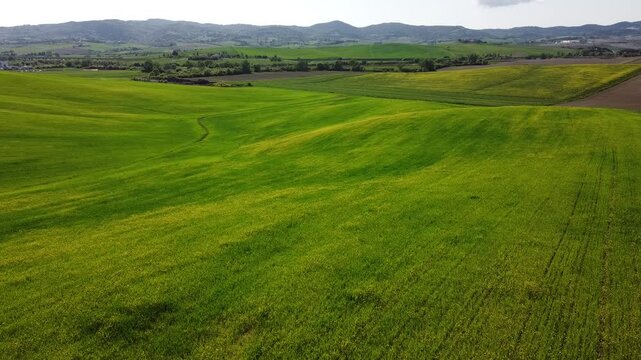 Campi verdi in ambiente rurale con strada in lontananza