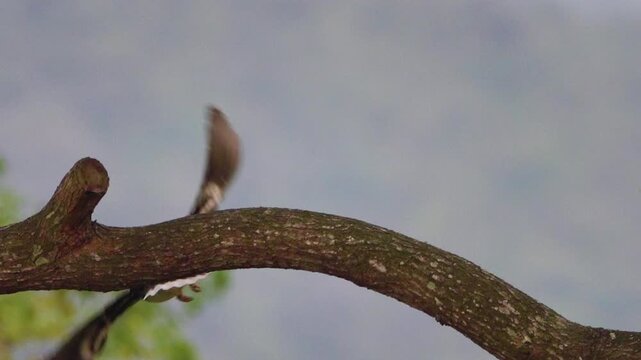 The black-collared starling (Gracupica nigricollis) of Hong Kong