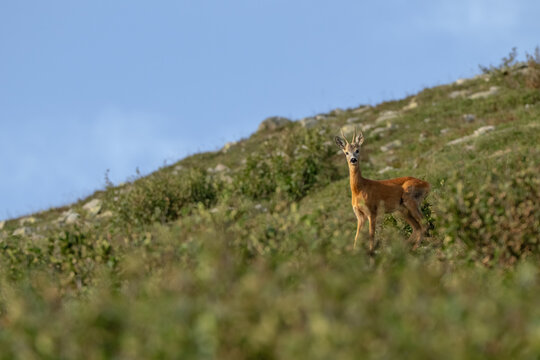 Wild European Roe deer (Capreolus capreolus) standing in a high-altitude apine meadow, Monviso natural park, Piedmont, Italy.