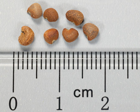 Seeds of the Pineland Hibiscus, Hibiscus aculeatus, with ruler for scale