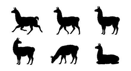Fototapeta premium Collection of Llama Silhouettes in Various Poses, from Walking to Resting, Isolated on White