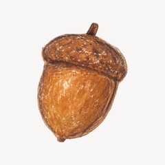 Obraz premium Detailed acorn illustration on white.