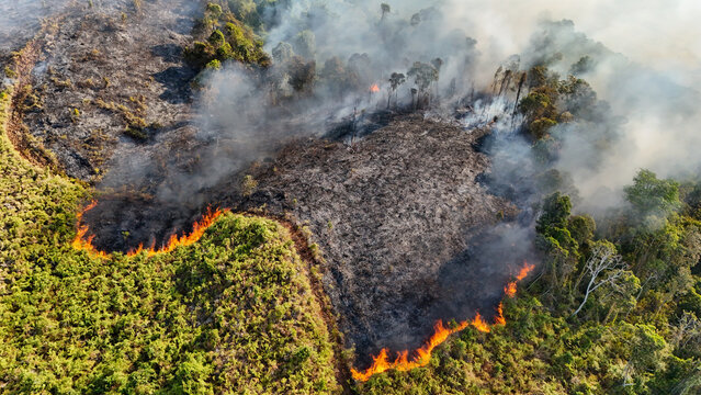 Wildfire spreads across a dry tropical forest, causing thick smoke and flames