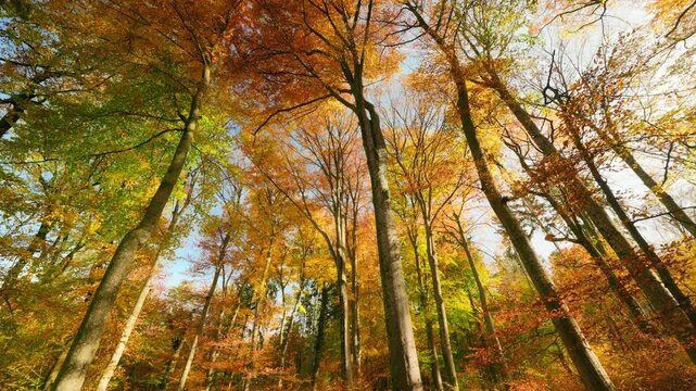 Beautiful orange canopy of deciduous trees with falling leaves on a sunny autumn day
