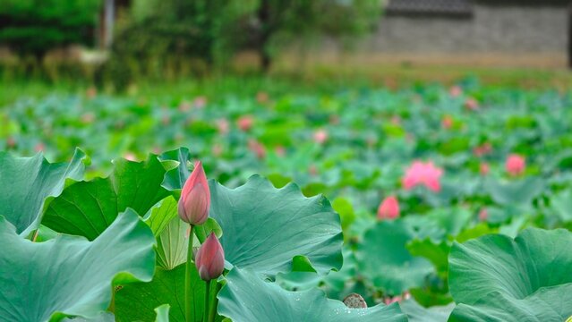 se up of pink lotus flower buds with large green leaves in a pond