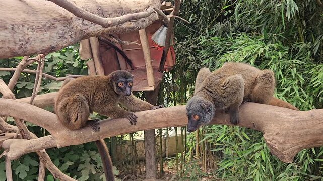 Two brown lemurs resting together on a wooden branch inside a leafy green enclosure at Zoo Arche Noah in Germany.