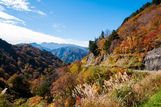 白山白川郷ホワイトロードの紅葉