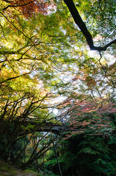 加賀市山中温泉・こおろぎ橋の紅葉