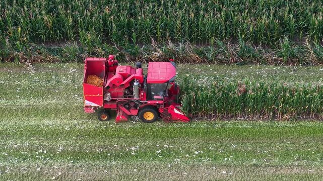 Red combine harvester working in corn farm field
