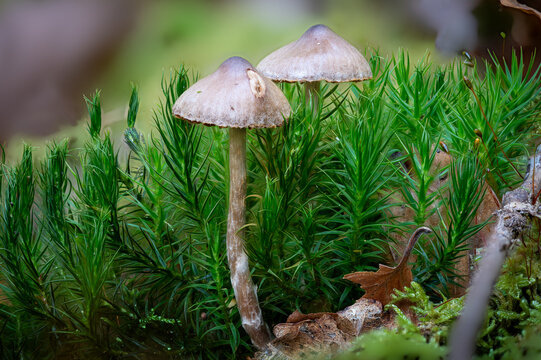 Two Cortinarius flexipes Pelargonium webcap mushrooms in green Moss