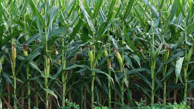 growing corn cobs on maize stalks in field