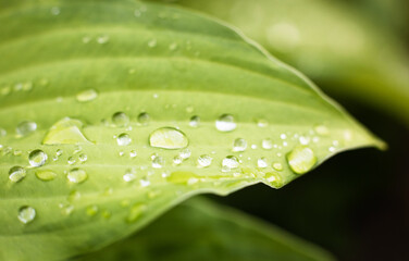 Raindrops on a green plant leaf, the concept of freshness and naturalness  © ketrin