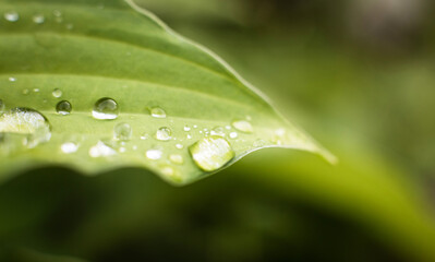 Raindrops on a green plant leaf, the concept of freshness and naturalness  © ketrin