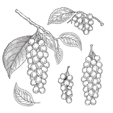Vintage Schisandra Berry Botanical Engraving Element Set