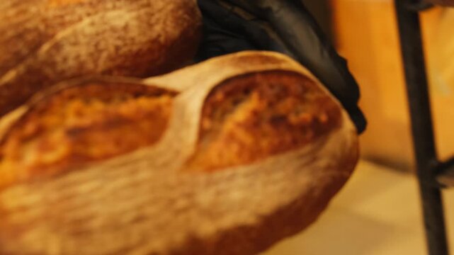 Baker hands in gloves take rye bread from wooden rack closeup. Employee replaces delicious organic loaves in craft bakery workshop