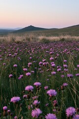 Obraz premium Knapweed blooming in a meadow at sunset