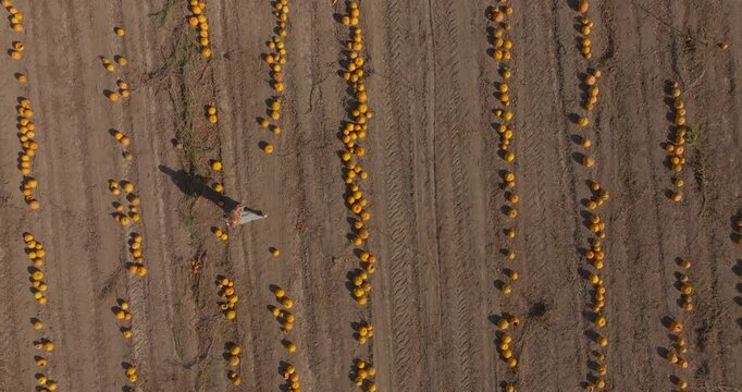 Aerial View of a Woman Walking Among Rows of Pumpkins in an Agricultural Field