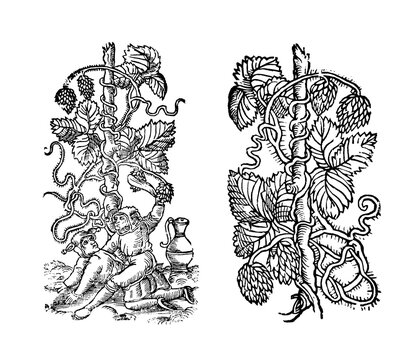 16th century woodcut depicting common hops with figures and depicting hop twigs with leaves, shoots and cones