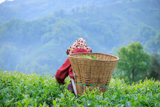 Woman picking green tea leaves in spring tea farm mountains