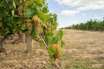 dojrzewające na krzewach plantacji winogrona na wino w promieniach słońca © siwyk