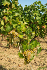 dojrzewające na krzewach plantacji winogrona na wino w promieniach słońca © siwyk