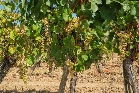 dojrzewające na krzewach plantacji winogrona na wino w promieniach słońca