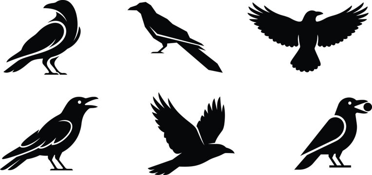 Six black silhouette birds in various flying and standing poses