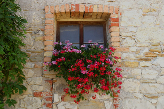Old stone wall window with red and pink geranium flowers in a rustic village, Italy