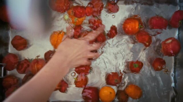 Red and yellow autumn tomatoes soak in water inside a stainless steel kitchen sink to remove dirt, processing the seasonal agricultural harvest with fresh vegetable food elements